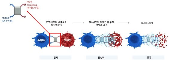 엔케이맥스, 美나스닥상장사 아피메드와 표적형 NK세포치료제 공동개발