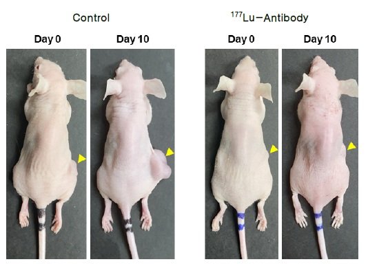 종양이 생긴 실험쥐에 의료용 방사성동위원소 루테튬-177을 사용한 결과 종양 억제 효과를 확인할 수 있다. 원자력연구원 제공