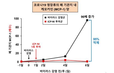 iCP-NI는 코로나19 바이러스 감염 영장류의 폐 기관지에서 면역염증세포를 모이게 하는 염증유발 케모카인 MCP-1 증가를 완전 억제시킴. 사진=셀리버리