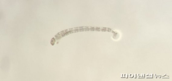 강정정수장 수돗물에서 발견된 ‘타마긴털깔따구’ 유충 [사진=제주도 제공]