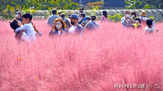경기 하남 미사경정공원에서 핑크뮬리 밭을 거니는 사람들. 사진=서동일 기자