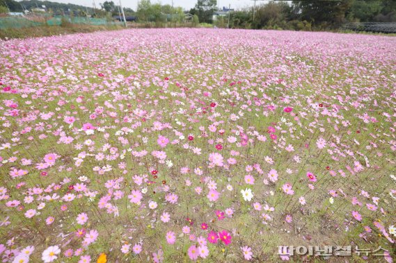 [포토뉴스] 의왕시 레솔레파크 핑크뮬리 만개