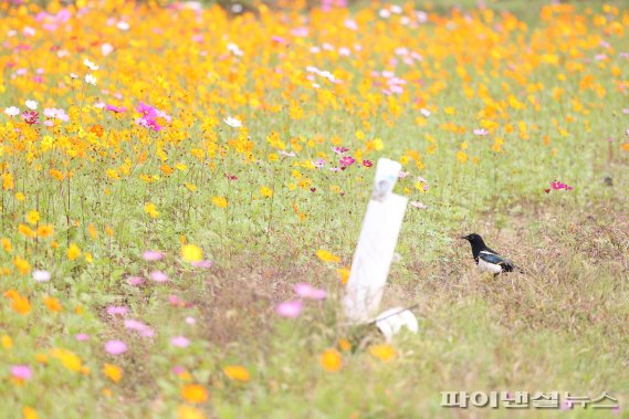 [포토뉴스] 의왕시 레솔레파크 핑크뮬리 만개