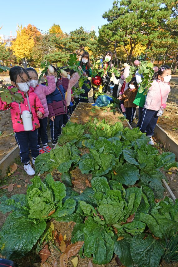 도심 속 가을걷이 밭작물 수확 체험