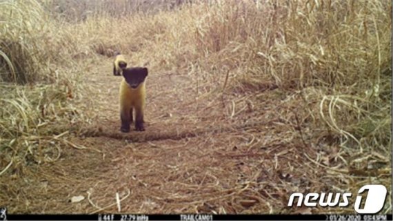 지난 1월26일에 촬영한 담비의 모습. (국립공원공단 제공)© 뉴스1