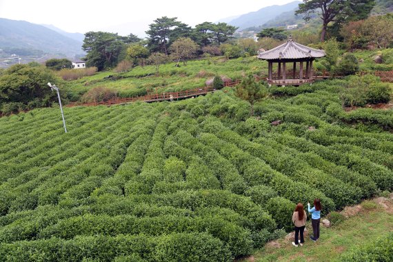 경남 하동은 신라시대 흥덕왕 때부터 차나무를 재배한 우리나라 차의 본고장이다. 경남 하동을 찾은 여행객들이 정금다원에 펼쳐진 차밭을 둘러보며 사진을 찍고 있다.<div id='ad_body2' class='ad_center'></div> 사진=조용철 기자