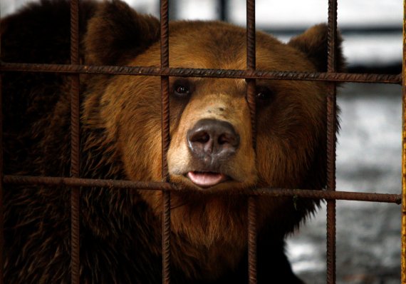 갇혀 있는 곰(사진은 기사와 관련없음) 사진-로이터뉴스1