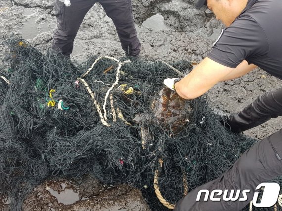 서귀포해양경찰서가 27일 오전 성산읍 온평리 해안가에서 폐그물에 걸린 붉은바다 거북이를 구조하고 있다.(서귀포해경 제공)2019.8.27/뉴스1 © News1