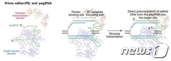 프라임에디터 개념 및 작동 원리(생명연 제공) © 뉴스1