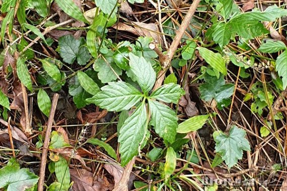 제주 자생약초 돌외. [사진=제주테크노파크]