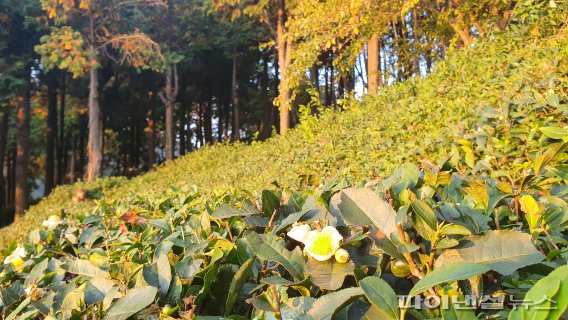 ▲ 부산 기장군 기장농업기술센터 자연학습원 차밭에 핀 차 꽃의 모습.