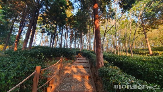 ▲ 부산 기장군 기장농업기술센터 자연학습원에 조성된 차밭의 모습. 산책로가 잘 가꾸어져 있어 산책하기 좋다.