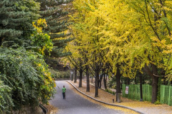 현충원 방문객이 묘역 외곽에 조성된 은행나무 산책로를 걷고 있다.