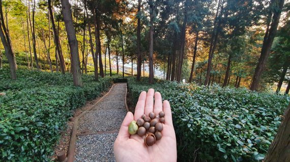 차 열매를 손에 올려둔 모습. 사진=정용부 기자
