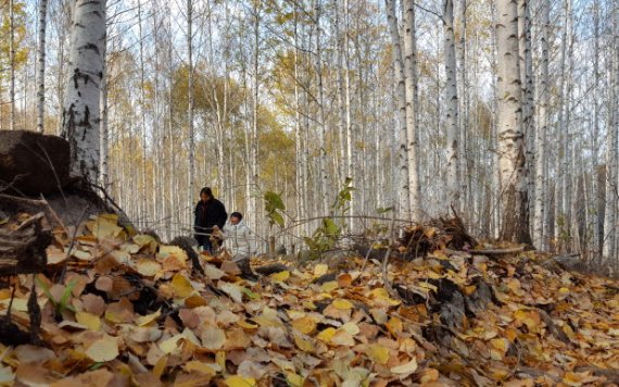 15일 강원도는 인제 자작나무숲 ‘명품 숲 랜드’ 조성 관련, 16일 강원도청 본관 소회의실에서 최수천 북부지방산림청장과 최상기 인제군수 등 3개기관 간 업무협약을 체결한다 고 밝혔다. 사진은 인제 자작나무숲. 사진=서정욱 기자