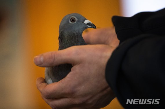 21억원에 낙찰된 비둘기.. 황당한 가격의 이유