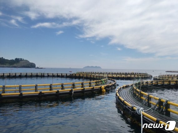 경남 욕지도의 참다랑어 가두리 양식장© News1