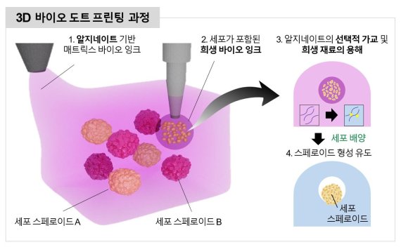 바이오 도트 프린팅을 통한 세포 스페로이드 유도과정. UNIST 제공