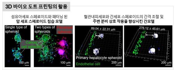 바이오 도트 프린팅으로 제작된 암 세포 스페로이드 침습모델과 간 모델의 형광 이미지. UNIST 제공