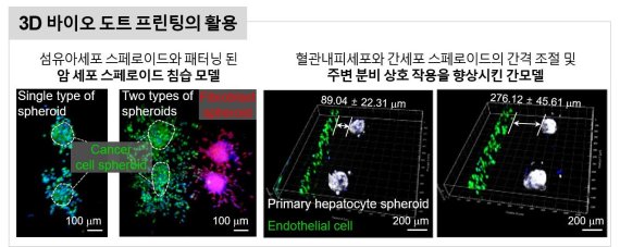 3D 바이오 프린팅으로 공모양 세포 만든다