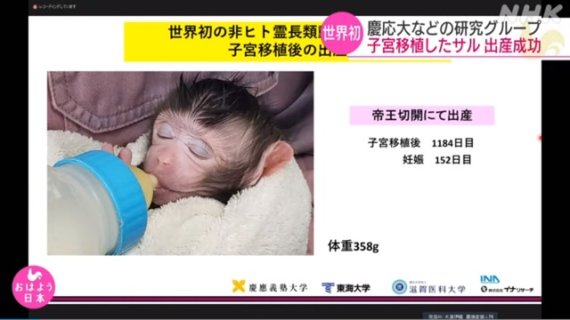 [서울=뉴시스]자궁 이식으로 태어난 새끼 원숭이의 모습.(사진출처: NHK 홈페이지 캡쳐) 2020.11.18.