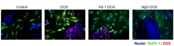 생명공학연구원 이장욱 박사팀이 개발한 항체-약물 복합체가 미분화 줄기세포와 인간근육세포 혼합 환경에서 미분화 줄기세포에만 선택적으로 약물을 전달하는 효능을 형광현미경으로 관찰했다. (세포핵; 파란색, 인간근육세포; 녹색, 약물; 빨간색) 생명공학연구원 제공