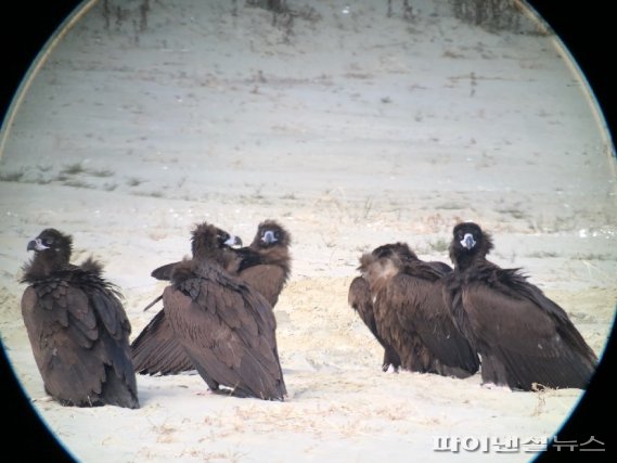 만경강 상류서 관찰된 독수리 사진=김윤성 전북환경운동연합