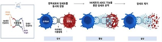 암세포 발현 수용체 표적형 Innate Cell Engager(ICE)의 작용 기전. 사진=엔케이맥스