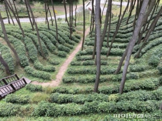 익산 웅포 함라산 산림문화체험관 아래는 산들바람 맞으며 녹차 밭이 마음을 정화시킨다. 이곳에서 위로 올라서면 임해사 절터에 웅포 야생차 군락지가 나온다. 사진=김도우 기자