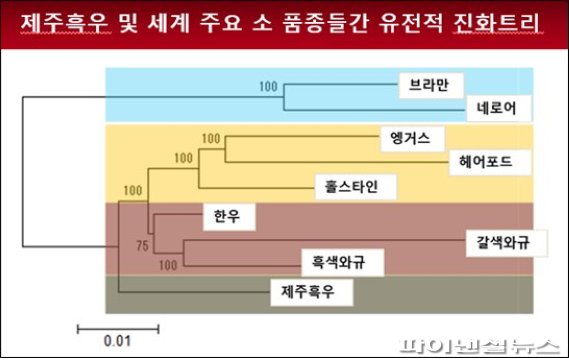 ‘토종’ 제주흑우, 영양학적 특성 일본 ‘와규’보다 월등