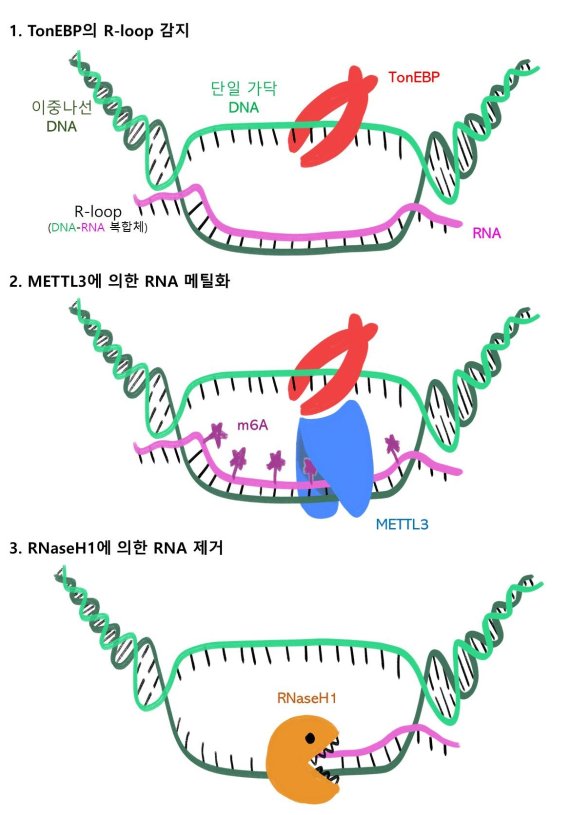 TonEBP 단백질이 R-루프를 인식(위)하고, METTL3 효소를 R-루프에 결합시켜 RNA를 메틸화(가운데) 시킨다. RNA를 제거하는 'RNaseH1'라 불리는 RNA 제거 효소가 붙어 R-루프를 제거한다. UNIST 제공