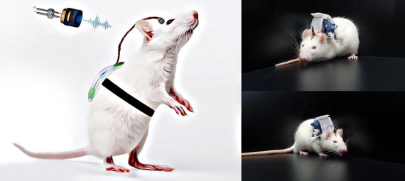 한국과학기술연구원(KIST) 바이오닉스연구센터 김형민 박사팀이 개발한 무선 착용형 뇌 자극 시스템을 실험쥐에 착용, 재활치료를 할 수 있다. KIST 제공