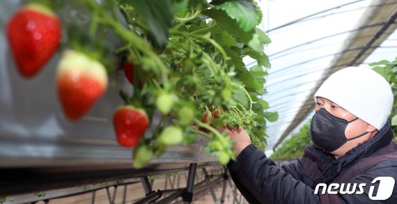 유흥옥 대표가 전북 완주군 삼례읍의 시설하우스에서 딸기 수확을 하고 있다. © News1 유경석 기자