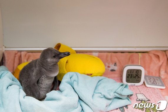 롯데월드 아쿠아리움에서 부화한 아기 펭귄© 뉴스1