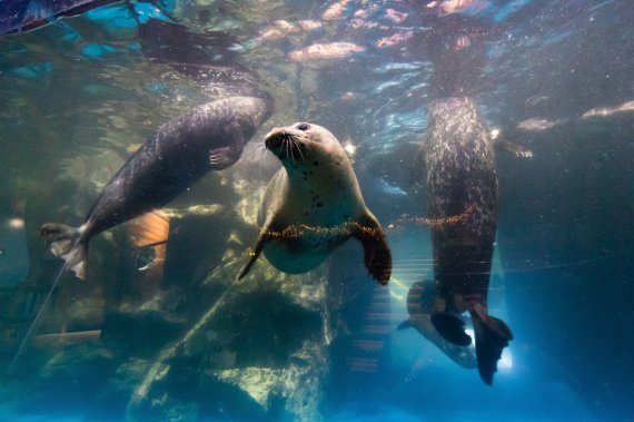 롯데월드 아쿠아리움의 참물범© 뉴스1