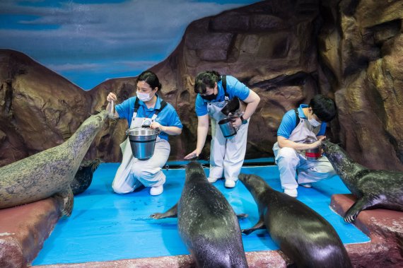 롯데월드 아쿠아리움의 참물범© 뉴스1