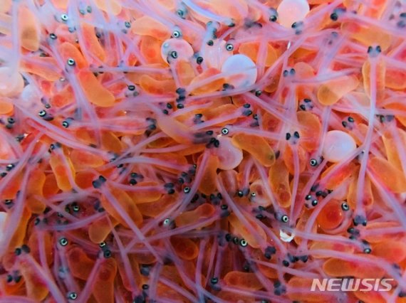 울산 태화강에 올해 어린 연어 44만 마리 방류