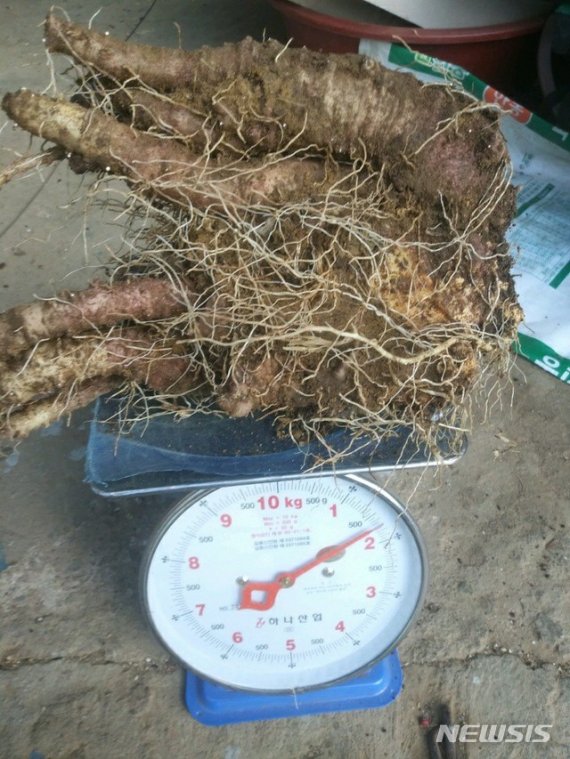 하동서 100년된 초대형 야생 산더덕 캐...무게 1.2kg - 파이낸셜뉴스