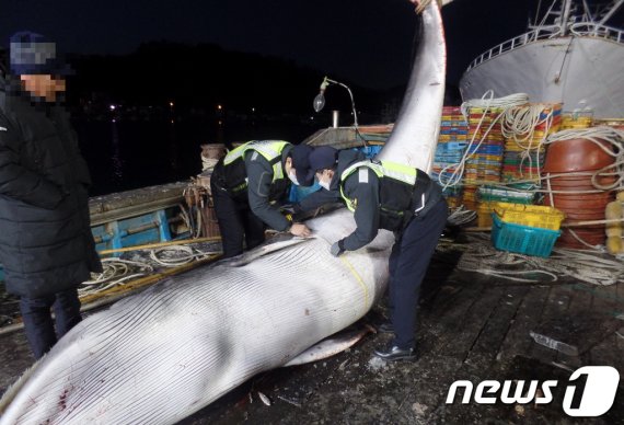 8일 오전 5시 10분쯤 경북 영덕군 남정면 부경항 약 4.8km해상에서 조업 중이던 정치망 어선(22톤) 선장 A씨가 그물에 걸려 죽은 밍크고래를 발견해 해경이 신고했다. 길이 5m4cm, 둘레2.45cm의 크기의 밍크 고래는 강구수협을 통해 6250만원에 위판됐다.(울진해양경찰서제공)2021.1.8/뉴스1 © News1 최창호 기자