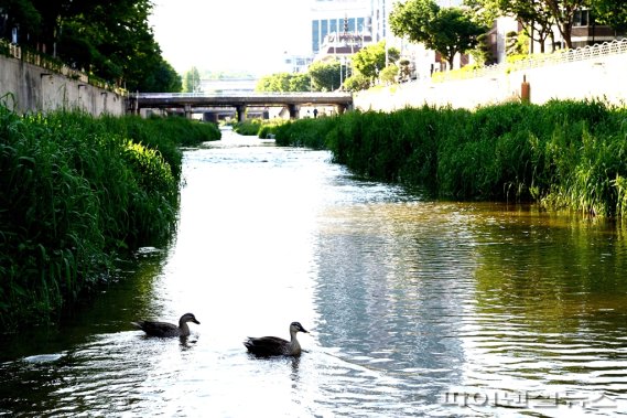 의정부 백석천. 사진제공=의정부시