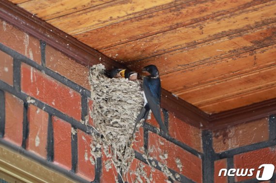 전북 진안군 주천면 강촌마을 최정수씨 집에 제비부부 한 쌍이 둥지를 틀었다. 예부터 제비가 둥지를 튼 집에는 복이 들어온다 하여 길조로 여겨지고 있다.(진안군제공)2020.7.10/뉴스1 © News1 김동규 기자