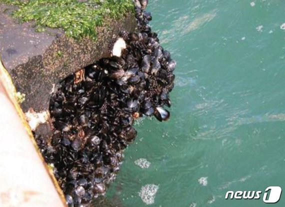 지중해담치(해양수산부 제공)© 뉴스1