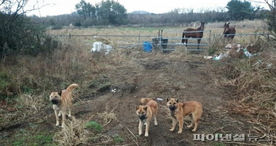 “블루건 안되면 포획틀로” 제주시, 들개 93마리 생포