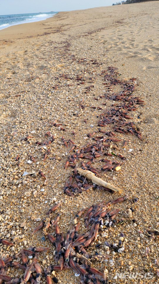 해변 500m 뒤덮은 오징어 떼죽음..강원 해변서 무슨 일이?