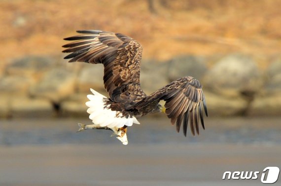 천연기념물 243-4호이자 멸종위기 1급인 흰꼬리수리가 15일 오전 경북 포항시 남구 연일읍 유강리 형산강 얼음 위에서 먹잇감을 갖고 날아오르고 있다. 2021.1.15/뉴스1 © News1 최창호 기자