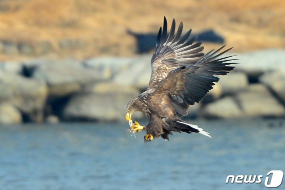 천연기념물 243-4호이자 멸종위기 1급인 흰꼬리수리가 15일 오전 경북 포항시 남구 연일읍 유강리 형산강에서 잡은 물고기를 공중에서 뜯어먹고 있다. 2021.1.15/뉴스1 © News1 최창호 기자