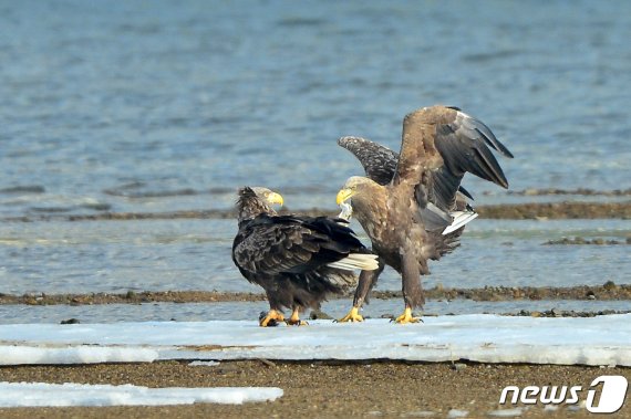 천연기념물 243-4호이자 멸종위기 1급인 흰꼬리수리가 15일 오전 경북 포항시 남구 연일읍 유강리 형산강에서 잡은 물고기를 먹고 있는 것을 지켜보던 다른 흰꼬리수리가 다가와 먹잇감을 빼앗고 있다. 2021.1.15/뉴스1 © News1 최창호 기자