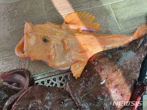 황금 아귀가 일반 아귀들과 함께 놓여 있다. 김숙이 물망초횟집 대표 제공