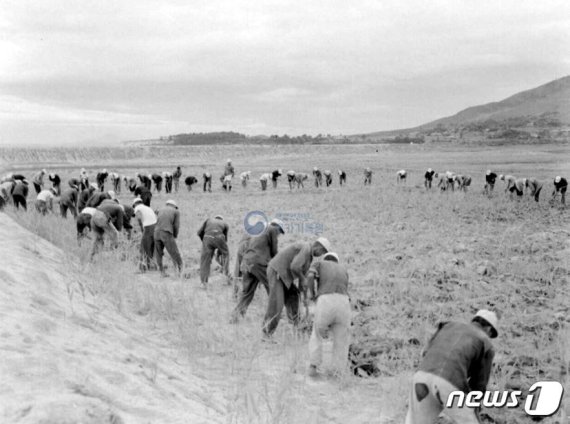 1960년대 서산청소년개척단 작업광경. © 뉴스1 (국가기록원 제공)