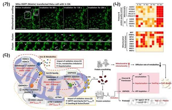 [울산=뉴시스] 구미현 기자 = UNIST(총장 이용훈) 권태혁·서정곤 교수팀은 미토콘드리아를 산화 손상시킴과 동시에 주변 환경 변화 감지가 가능한 다기능성 유기금속 분자를 개발했다. 개발된 물질 이용한 미토콘드리아 형태 변화와 세포사멸 메커니즘 제시 2021.01.21. (사진=UNIST 제공)photo@newsis.com